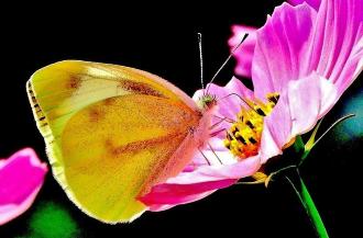 コスモスに飛来した紋白蝶の写真