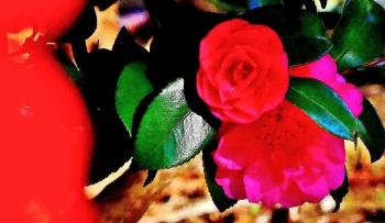 真っ赤な山茶花の花をアップで写した写真