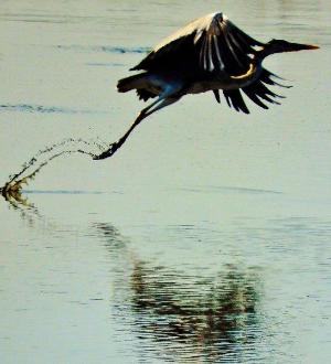 両羽を広げて水面から飛び立った瞬間の野鳥の写真