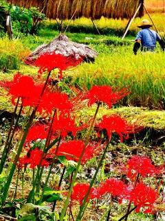 畦道に咲いている真っ赤な彼岸花の写真