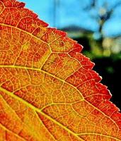 葉脈がはっきりと見えるほどアップで撮ったオレンジ色に紅葉した葉の写真