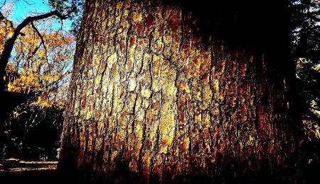 幹の一部に太陽の光が当たり樹皮が浮かび上がっている巨木の写真
