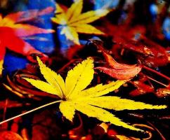 赤や黄色に紅葉した葉が水面に浮かんでいる写真