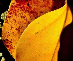 黄色い葉に赤い色が浮かび上がってきている葉と、黄色く紅葉している葉をアップで写した写真