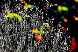 たくさん細い木におれんじや黄色、緑の光が反射している写真