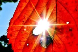 赤く紅葉した葉の穴を通して太陽を写している写真