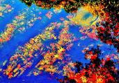落葉した色とりどりの葉が水面に浮かんでいる写真