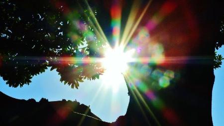 見上げた木の葉の間からまぶしい太陽の光がさしている写真