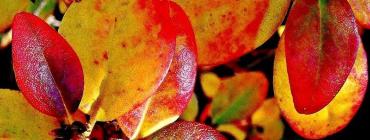 赤や黄色に紅葉している葉っぱをアップで写した写真