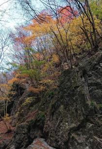 紅葉がきれいな木々を岩の下から写した写真