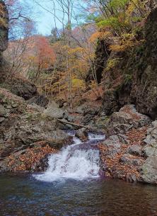 紅葉がきれいな森の中の岩陰から水が流れている滝の写真