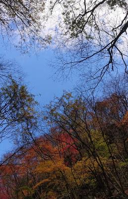 紅葉がきれいな樹木を下から写し青い空と白い雲とのコントラストがきれいな写真