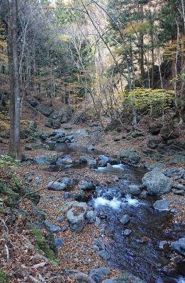 林の中を流れている小さなせせらぎの写真