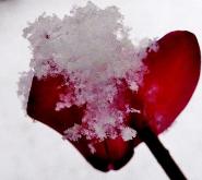 一輪の赤い花に雪が積もっている写真