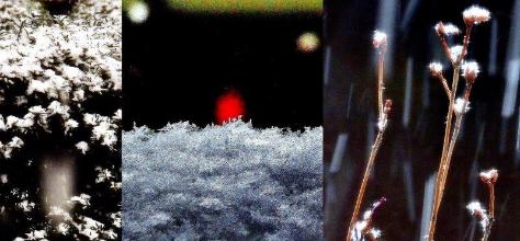 左：所々に降り積もる雪、中：霜柱の上に赤い光の点がぼやけている写真、右：細い枝に雪が花のように積もっている写真