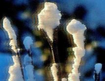 3本の枝に雪が積もっているアップの写真