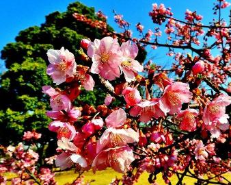 大きな樹木の前に咲くピンク色の梅の花をアップで写した写真