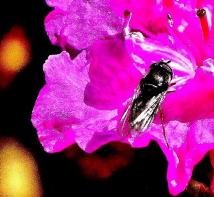 鮮やかなピンクの花に蜂がとまっているアップの写真