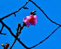 ひし形の枝の隙間から一凛のピンクの花が見えている写真