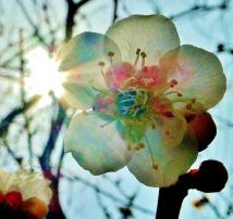 太陽の陽射しと一輪の白梅の花びらが重なり花弁が透き通って見えている写真