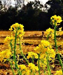 手前の菜の花にピントをあて奥の林が影のように見える写真