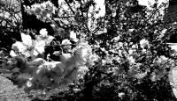 満開の桜の花をアップで写したモノクロ写真