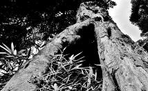 木の幹が大きく裂かれていて下から見ると大あくびをしているように見えるモノクロ写真
