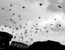 空に野鳥がたくさん飛んでいるモノクロ写真