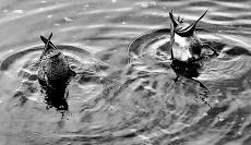 2羽の水鳥が頭を水の中に入れているモノクロ写真