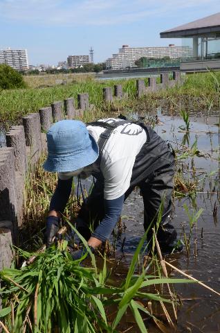 谷津干潟を背景に草刈り