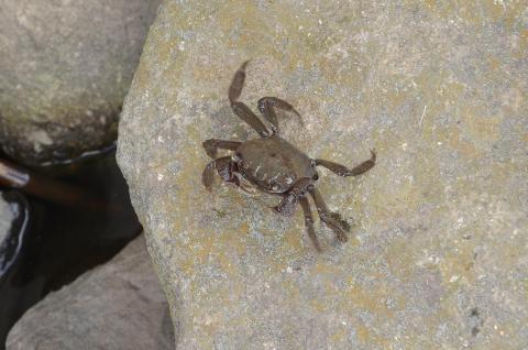 千葉県の準絶滅危惧種クロベンケイガニ