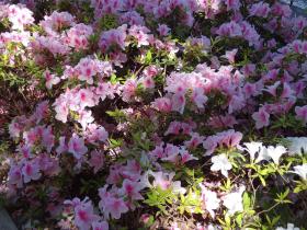 陰に隠れた白やピンク色のツツジの花が咲いている写真