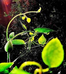 緑色のテッセンの芽が出てきている様子の写真