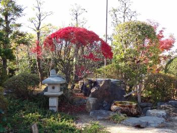 赤と緑のコントラストが美しい日本庭園の旧鴇田家住宅の庭を写した写真