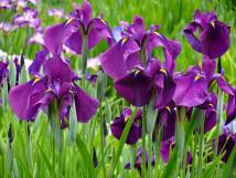 実籾本郷公園に咲く紫色の花菖蒲の写真
