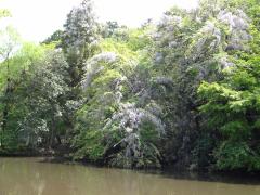 池の横に咲く藤崎森林公園のフジの大木の写真