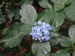 一輪の青いあじさいの花の写真