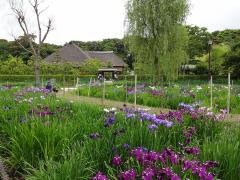 紫色をした花菖蒲が公園の所々に咲いている写真