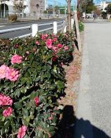 歩道に咲くピンクのサザンカの写真