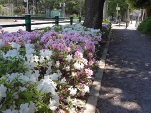 歩道の傍のハミングロードに咲き誇る白やピンク色のツツジの写真