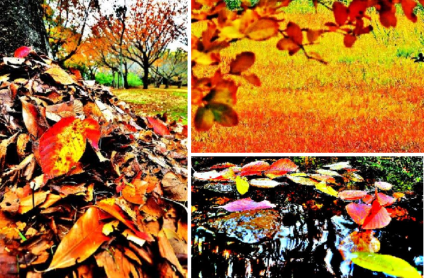 左：枯葉の落ちをアップで写した写真、右上：赤と黄色に染まった原っぱの写真、左下：水面に浮いている赤や黄色の色とりどりの落ち葉の写真