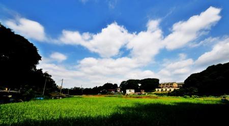 緑色の草むらと空の青さを撮影したほたる野の写真