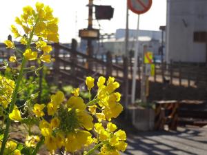 線路沿いに咲く黄色い菜の花の写真