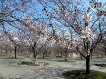 広い範囲に桜の木が立っており、桜の花びらがそれぞれ咲き誇っている様子の写真