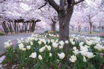 さくら広場の桜の麓に白いチューリップが植えられている写真