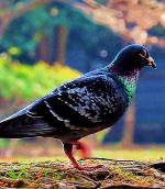 香澄公園に止まっていた鳩を横から写した写真