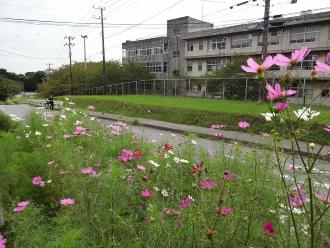 実籾高校の傍の道路沿いに咲くピンク、白、濃いピンクのコスモスの写真