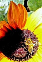 ひまわりの花にとまり蜜を吸っているニホンミツバチの写真