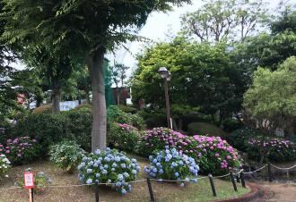 津田沼公園に咲いている青や赤色のアジサイの写真