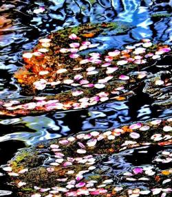 桜の花びらが河の上に散り花筏となっている様子の写真